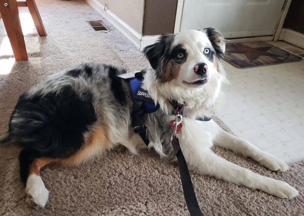 Emotional Support Animal Handle Vest Basic Package - Image 8