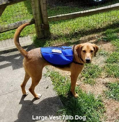 Service Dog Basic Registration Package - Image 5