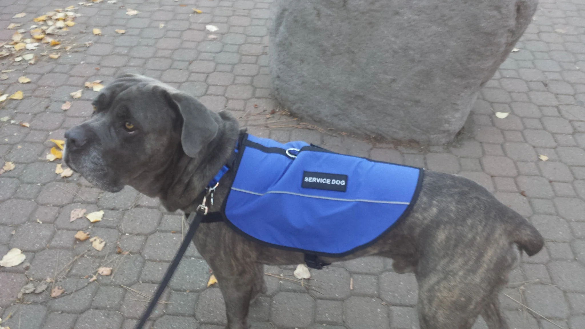 Service Dog Vest - Image 7