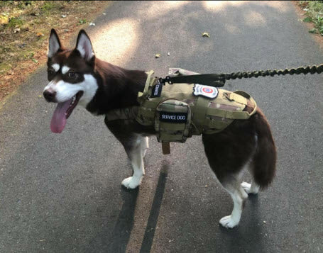 Heavy Duty Tactical Dog Vest & Leash - Image 13