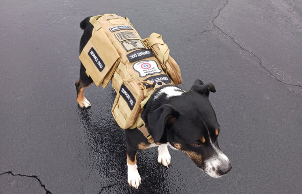 Heavy Duty Tactical Dog Vest & Leash - Image 15