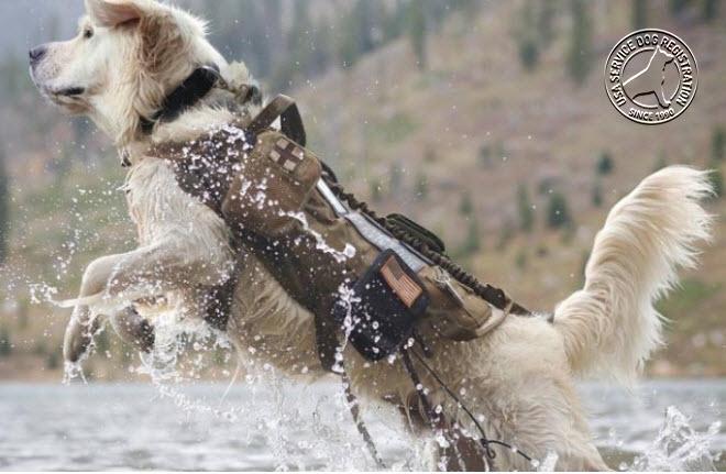 Heavy Duty Tactical Dog Vest & Leash - Image 3