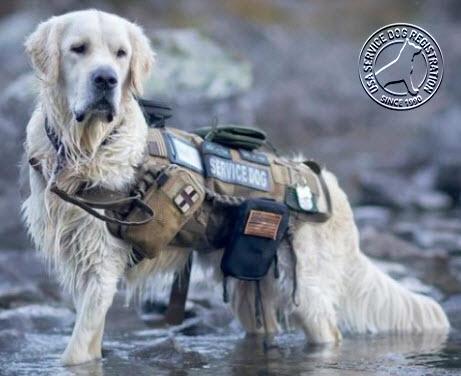 Heavy Duty Tactical Dog Vest & Leash - Image 5