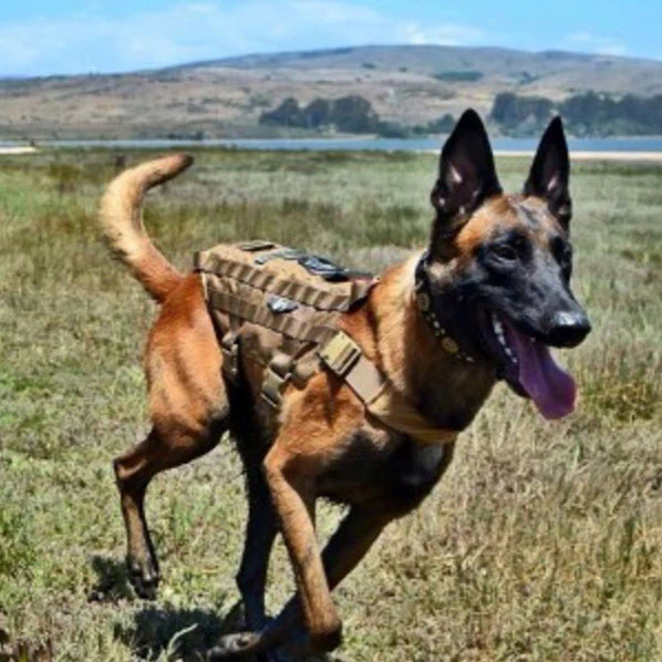 Heavy Duty Tactical Dog Vest & Leash - Image 7